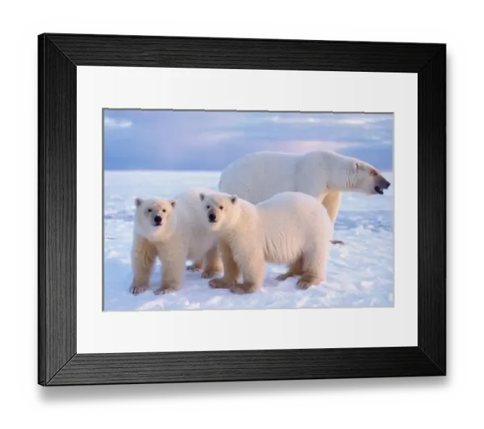 Framed Print : Polar bear sow with cubs on pack ice, coastal plain, 1002 area, Arctic National Wildlife Refuge Framed Print : Polar bear sow with cubs on pack ice, coastal plain, 1002 area, Arctic National Wildlife Refuge