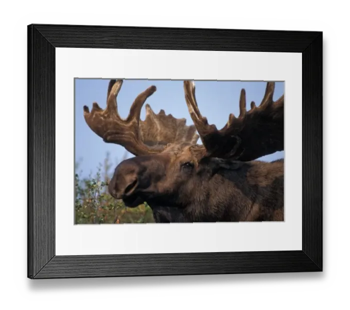 Framed Print : moose, Alces alces, bull with large antlers in velvet, head shot, Denali National Park