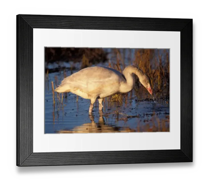 Framed Print : Whistling swan juvenile eating roots, 1002 coastal plain, Arctic National Wildlife Refuge