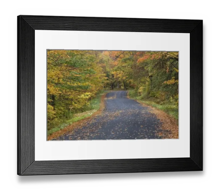Framed Print : Roadside fall foliage Framed Print : Roadside fall foliage