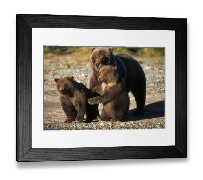 Framed Print : Brown bear, grizzly Framed Print : Brown bear, grizzly