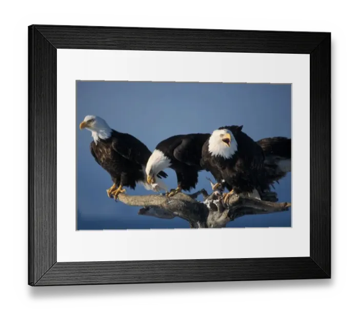 Framed Print : bald eagles, Haliaeetus leuccocephalus, (threatened) feeding on a driftwood perch in Katchemack Bay