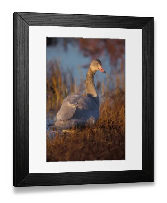 Framed Print : Tundra Swan or Whistling swan nesting, 1002 coastal plain, Arctic National Wildlife Refuge