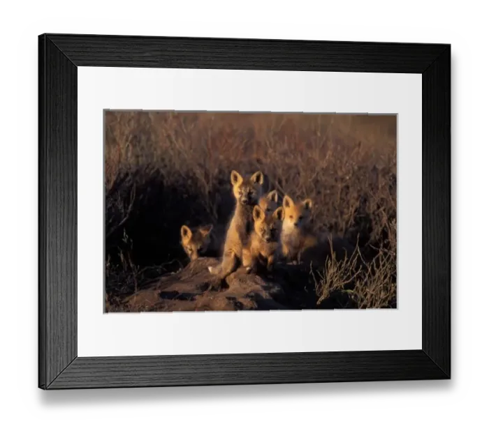 Framed Print : red fox, Vulpes vulpes, kits on their den in the 1002 area of Arctic National Wildlife Refuge