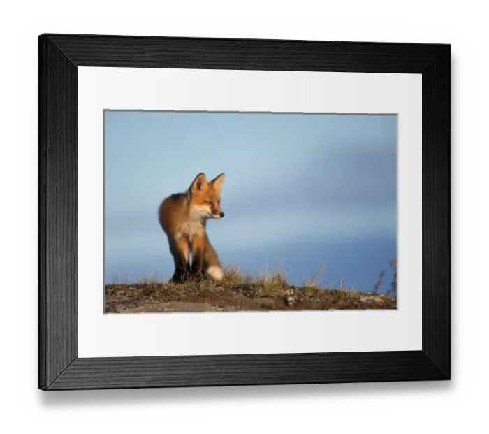 Framed Print : red fox, Vulpes vulpes, in the 1002 area of Arctic National Wildlife Refuge, North Slope