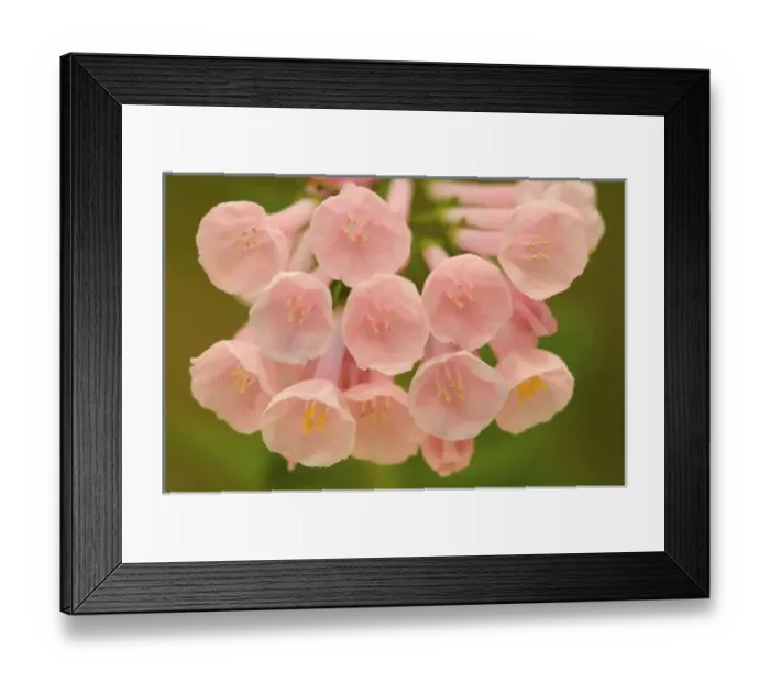 Framed Print : USA, Virginia