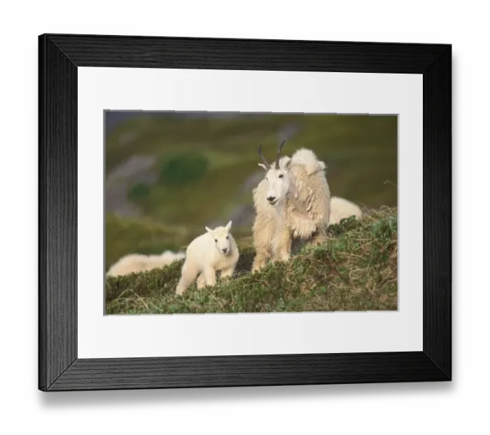 Framed Print : mountain goats
