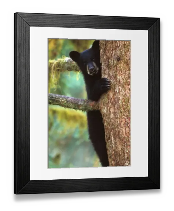 Framed Print : black bear, Ursus