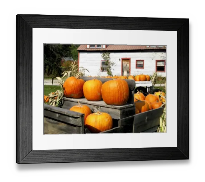 Framed Print : USA, Vermont. Pumpkins Framed Print : USA, Vermont. Pumpkins