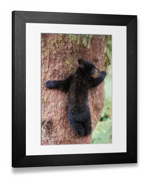 Framed Print : black bear, Ursus americanus, cub in tree, Anan Creek, Tongass National Forest, southeast Framed Print : black bear, Ursus americanus, cub in tree, Anan Creek, Tongass National Forest, southeast