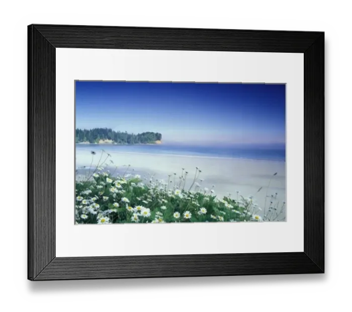 Framed Print : USA, Washington, Olympic Nat l Park, Daisies along Crescent Beach