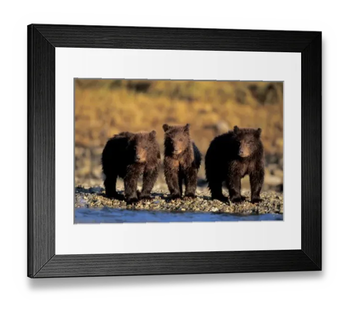 Framed Print : Grizzly bear, brown Framed Print : Grizzly bear, brown