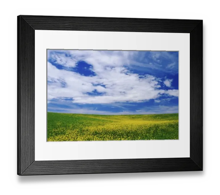 Framed Print : Field of Canola or Mustard flowers, Palouse region of eastern Washington Framed Print : Field of Canola or Mustard flowers, Palouse region of eastern Washington