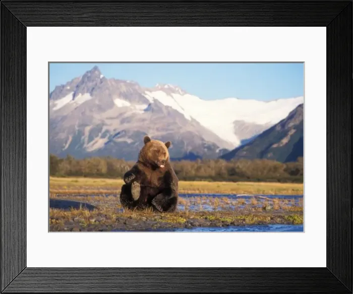 Framed Print : Brown bear, grizzly bear, in riverbed with mountain range in background, Katmai National Park