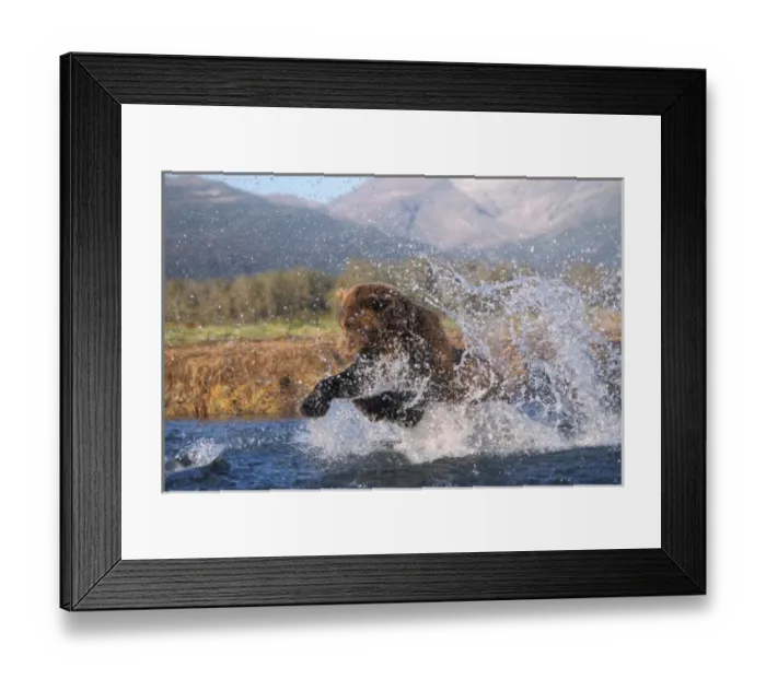 Framed Print : Brown bear, grizzly bear, catching pink salmon, Katmai National Park, Alaskan peninsula Framed Print : Brown bear, grizzly bear, catching pink salmon, Katmai National Park, Alaskan peninsula