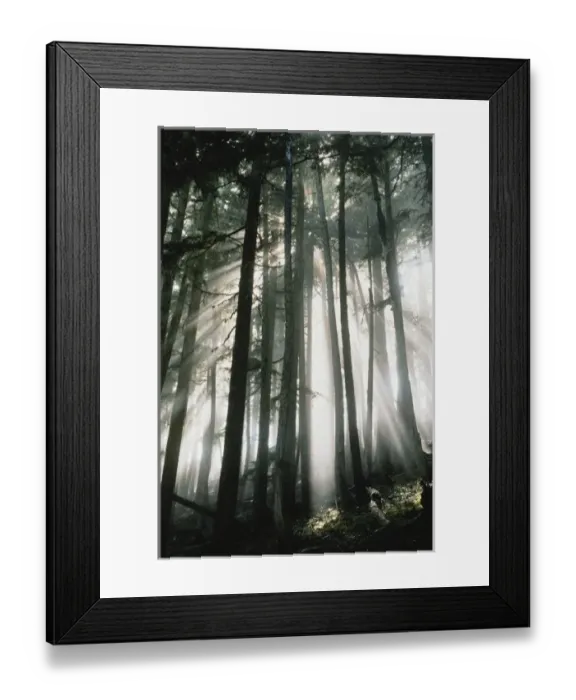 Framed Print : Sunbeams streaming through trees, Mount Rainier National Park, Washington, USA