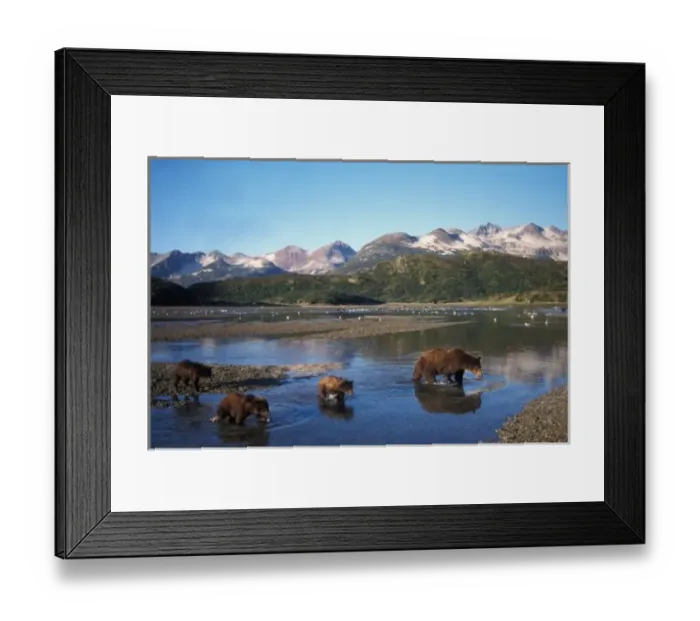 Framed Print : Brown bear, grizzly bear, sow and cubs in riverbed, mountain range in background