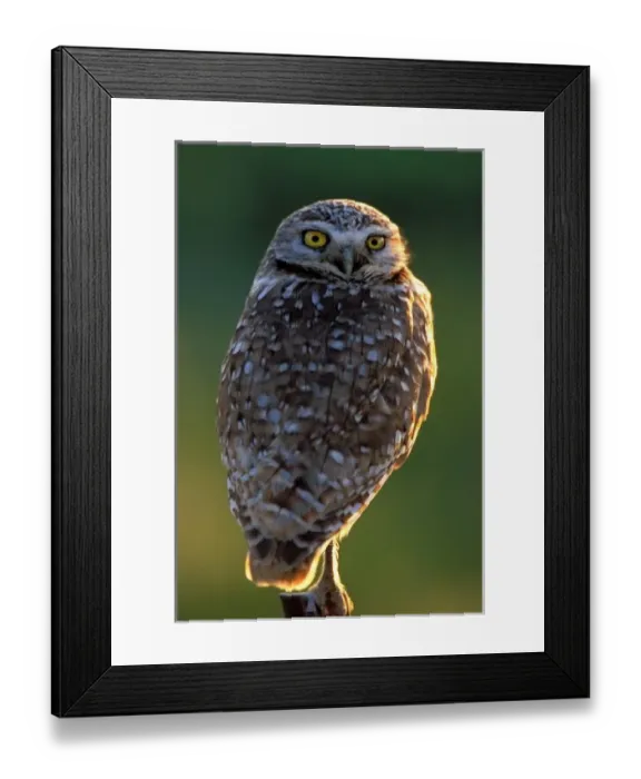 Framed Print : North America; USA; Washington, Burrowing Owl Framed Print : North America; USA; Washington, Burrowing Owl