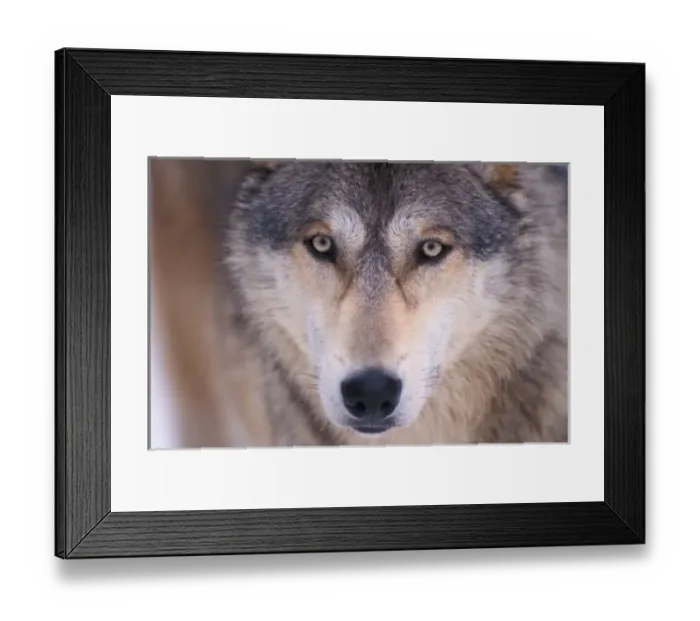 Framed Print : gray wolf, Canis lupus, close up of eyes in the foothills of the Takshanuk mountains Framed Print : gray wolf, Canis lupus, close up of eyes in the foothills of the Takshanuk mountains