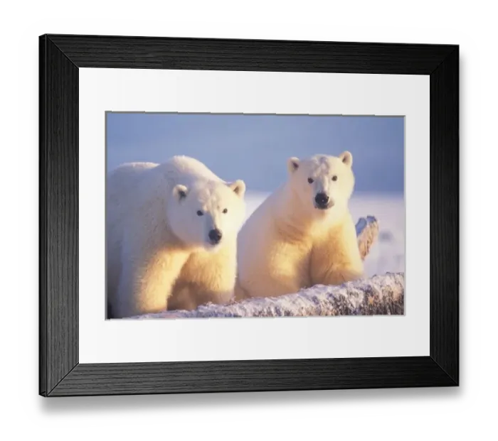 Framed Print : Polar bear sow