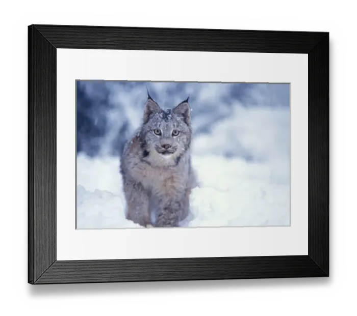 Framed Print : lynx, Lynx lynx, in the snow in the foothills of the Takshanuk mountains, northern Framed Print : lynx, Lynx lynx, in the snow in the foothills of the Takshanuk mountains, northern