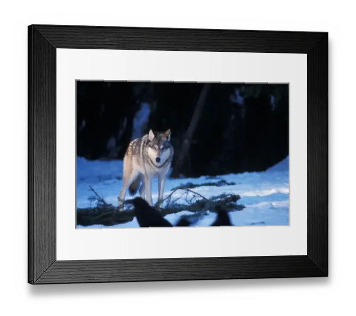 Framed Print : gray wolf, Canis lupus, in the foothills of the Takshanuk mountains, northern southeast Framed Print : gray wolf, Canis lupus, in the foothills of the Takshanuk mountains, northern southeast