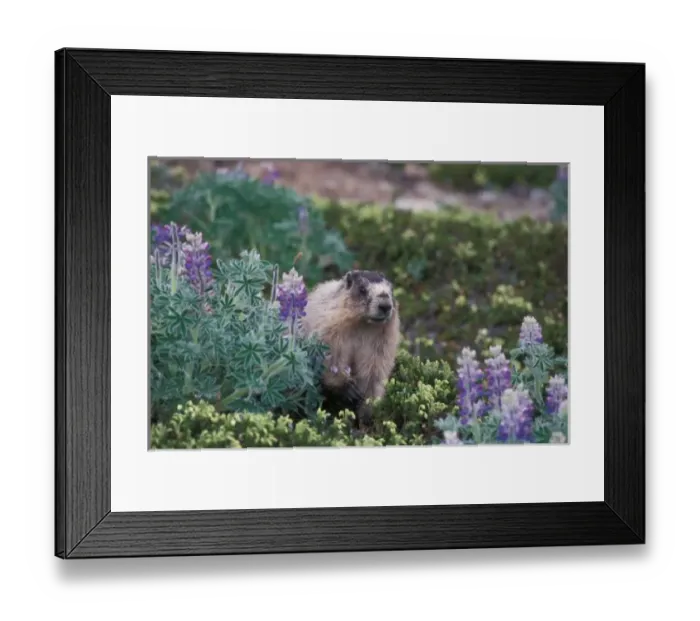 Framed Print : hoary marmot, Marmota