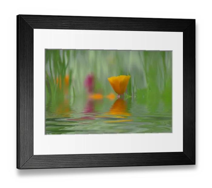 Framed Print : USA, Washington, Close-up abstract of California poppies with mixed flowers and grasses Framed Print : USA, Washington, Close-up abstract of California poppies with mixed flowers and grasses