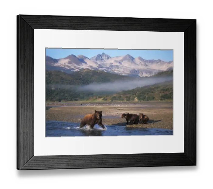 Framed Print : Brown bear, grizzly bear, sow fishing with cubs, Katmai National Park, Alaskan peninsula Framed Print : Brown bear, grizzly bear, sow fishing with cubs, Katmai National Park, Alaskan peninsula