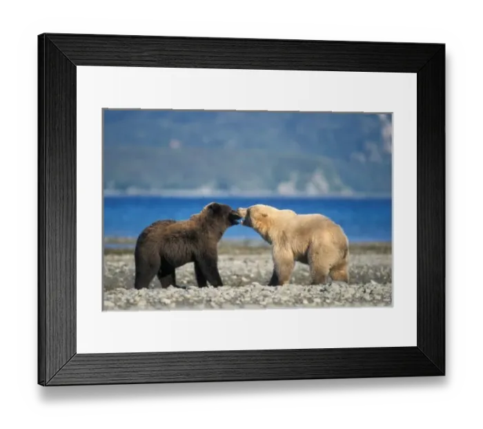 Framed Print : Brown bear, grizzly bear, play on the beach, Katmai National Park, Alaskan peninsula