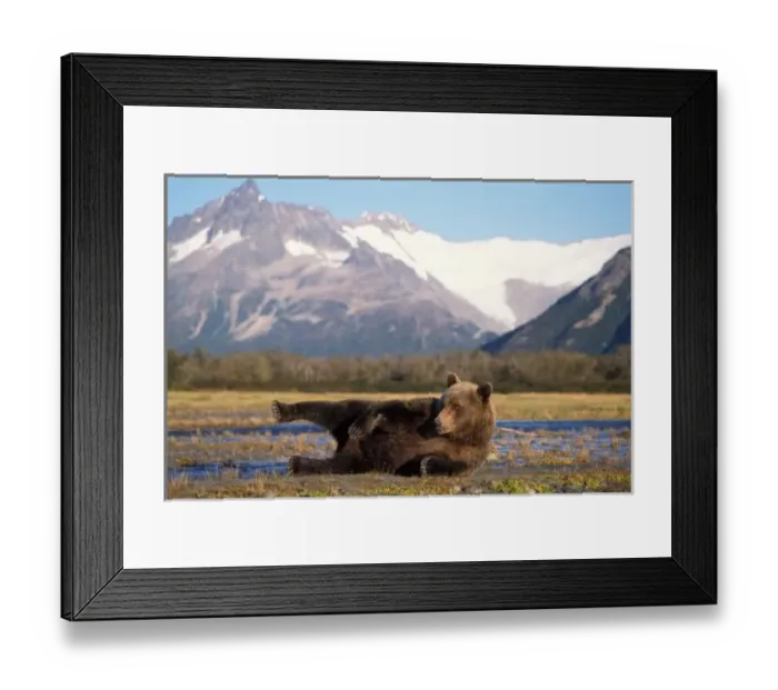 Framed Print : Brown bear, grizzly bear stretching on its back along riverbed, Katmai National Park Framed Print : Brown bear, grizzly bear stretching on its back along riverbed, Katmai National Park