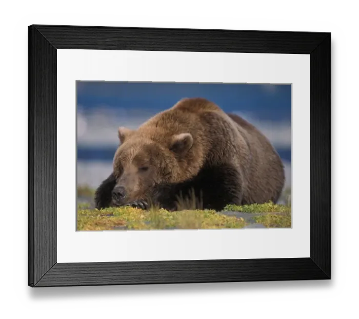 Framed Print : Brown bear, grizzly bear, taking a nap, Katmai National Park, Alaskan peninsula Framed Print : Brown bear, grizzly bear, taking a nap, Katmai National Park, Alaskan peninsula