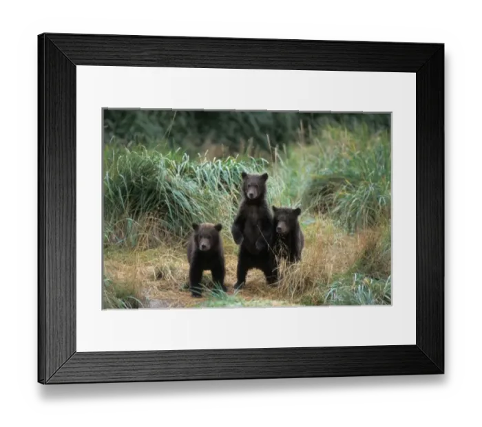 Framed Print : brown bear, Ursus