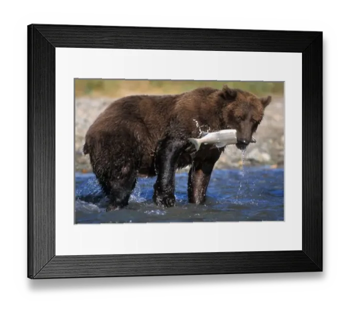 Framed Print : Brown bear, grizzly bear, with salmon catch, Katmai NP, Alaskan peninsula Framed Print : Brown bear, grizzly bear, with salmon catch, Katmai NP, Alaskan peninsula