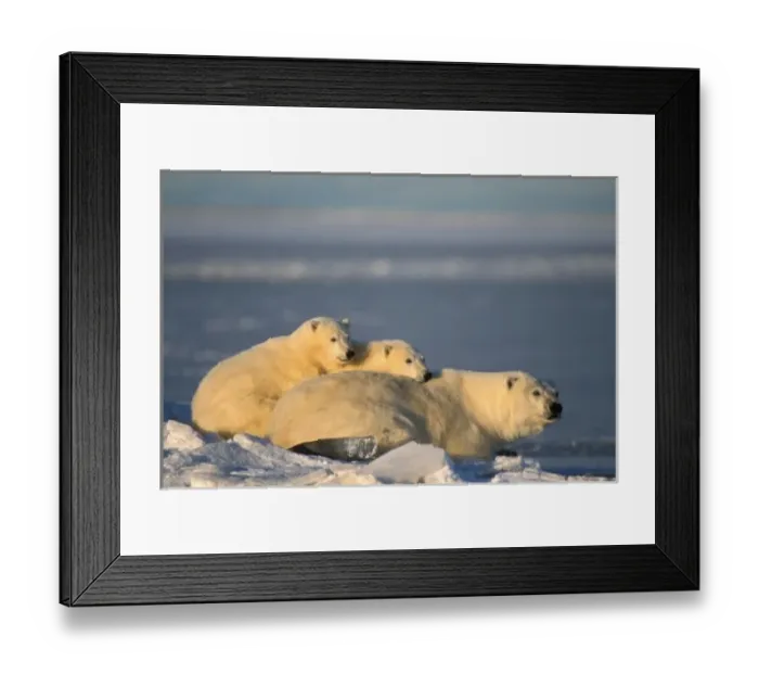 Framed Print : Polar bear sow lying down with spring cubs on pack ice of Arctic ocean, 1002 coastal Framed Print : Polar bear sow lying down with spring cubs on pack ice of Arctic ocean, 1002 coastal
