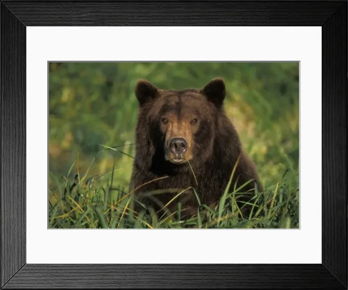 Framed Print : brown bear, Ursus Framed Print : brown bear, Ursus