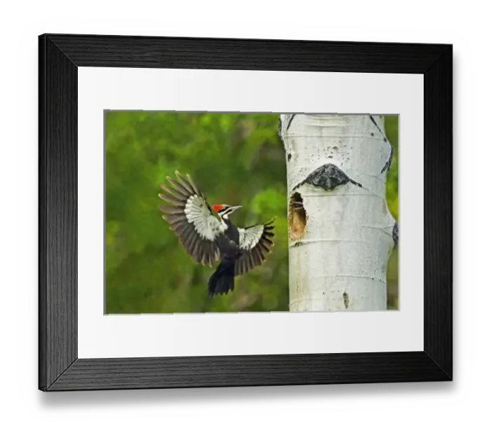 Framed Print : USA, Washington, Yakima. Male pleated woodpecker landing at cavity nest with chicks in nest Framed Print : USA, Washington, Yakima. Male pleated woodpecker landing at cavity nest with chicks in nest