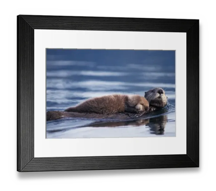 Framed Print : sea otter, Enhydra lutris lutris, mother with pup, Saw Mill Bay, Prince William Sound Framed Print : sea otter, Enhydra lutris lutris, mother with pup, Saw Mill Bay, Prince William Sound