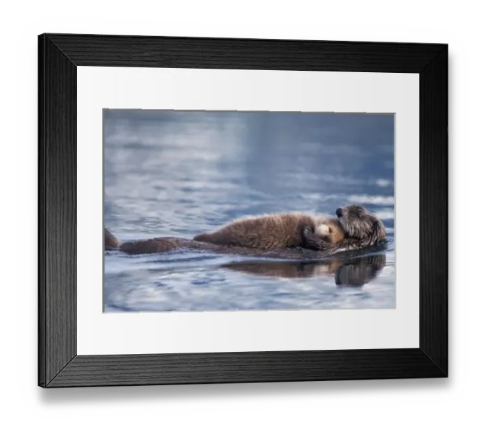 Framed Print : sea otter, Enhydra lutris lutris, mother with pup in Saw Mill Bay, Prince William Sound