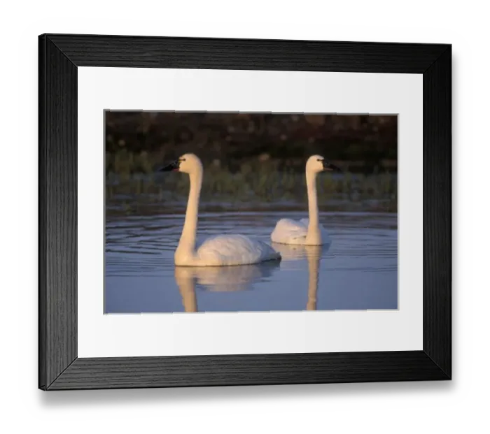 Framed Print : Whistling swan or tundra swan, swimming in the 1002 coastal plain of the Arctic National Framed Print : Whistling swan or tundra swan, swimming in the 1002 coastal plain of the Arctic National