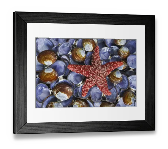 Framed Print : USA, Washington, Hood Canal, Seabeck. Close-up of starfish and clam shells. Credit as Framed Print : USA, Washington, Hood Canal, Seabeck. Close-up of starfish and clam shells. Credit as