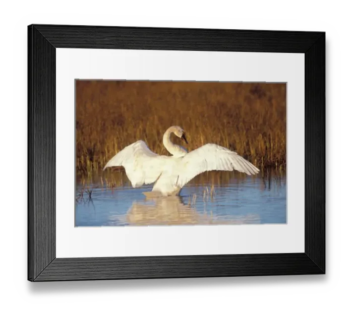 Framed Print : Whistling swan or tundra swan, stretching its wings on the 1002 coastal plain of Framed Print : Whistling swan or tundra swan, stretching its wings on the 1002 coastal plain of