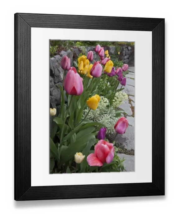 Framed Print : USA, Washington, Seabeck. Tulips line garden wall Framed Print : USA, Washington, Seabeck. Tulips line garden wall