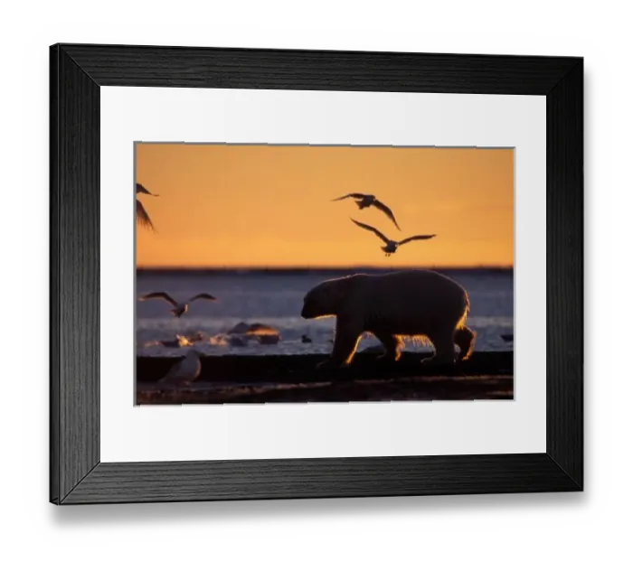 Framed Print : Polar bear at sunrise Framed Print : Polar bear at sunrise