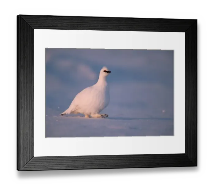Framed Print : rock ptarmigan, Lagopus mutus, walking in the Arctic National Wildlife Refuge, Alaska Framed Print : rock ptarmigan, Lagopus mutus, walking in the Arctic National Wildlife Refuge, Alaska