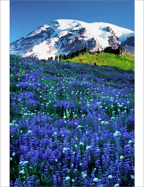 USA, Washington, Mt. Rainier National Park. Mt. Rainier looms over a meadow of broadleaf