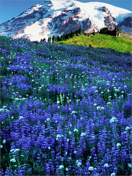 USA, Washington, Mt. Rainier National Park. Mt. Rainier looms over a meadow of broadleaf