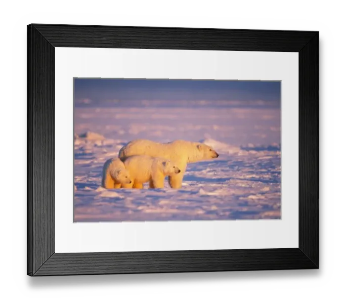 Framed Print : Polar bear sow with spring cubs on the frozen Arctic ocean, 1002 coastal plain of