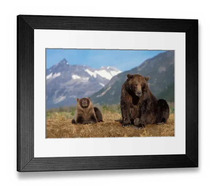 Framed Print : Brown bear, grizzly bear, sow with cub on riverbank, Katmai National Park, Alaskan