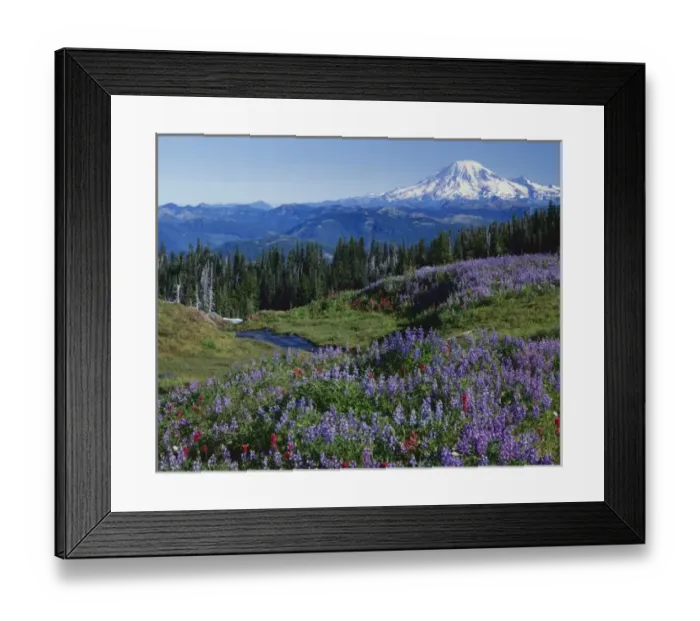 Framed Print : USA, Washington Mt. Adams Wilderness, Meadows with Mt. Rainier in distance